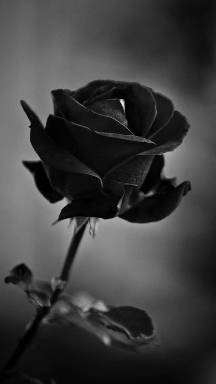 Black Rose Wallpaper - TubeWP