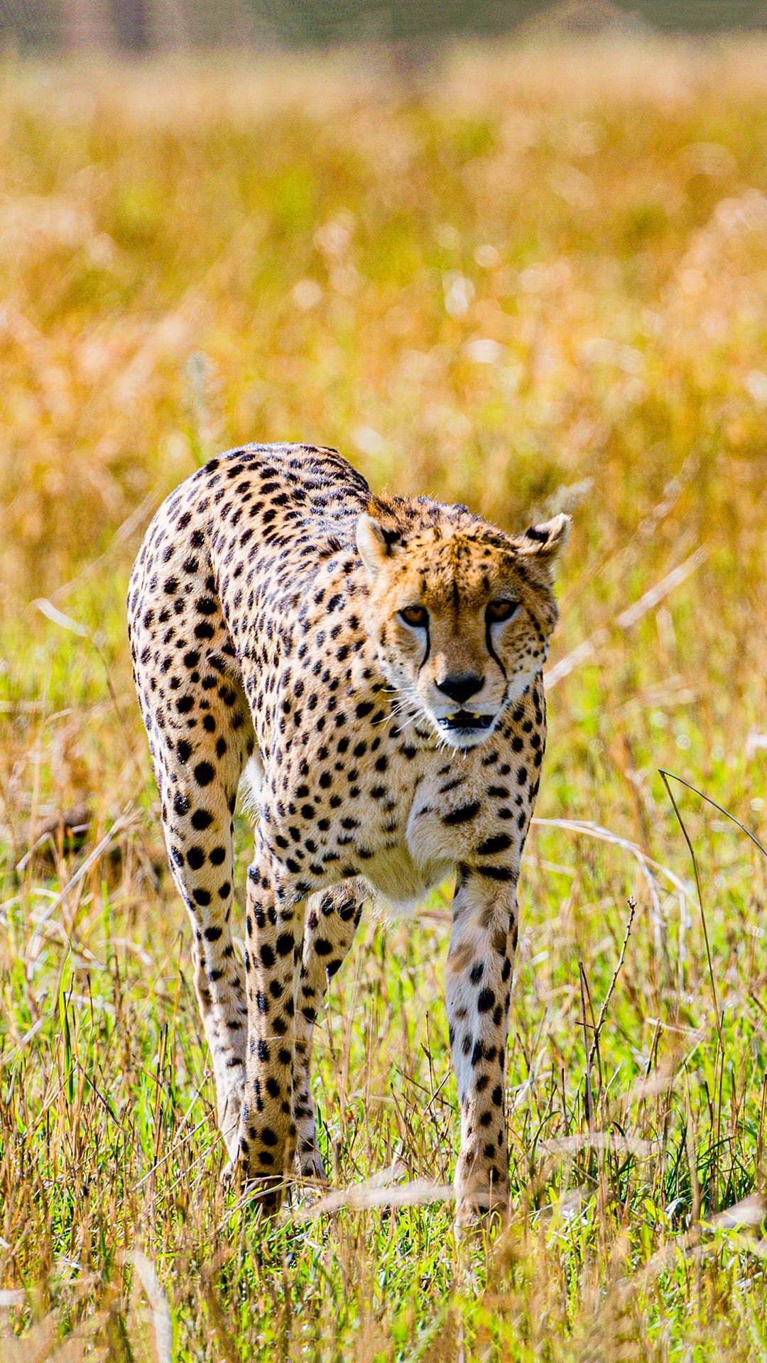 Cheetah Wallpapers