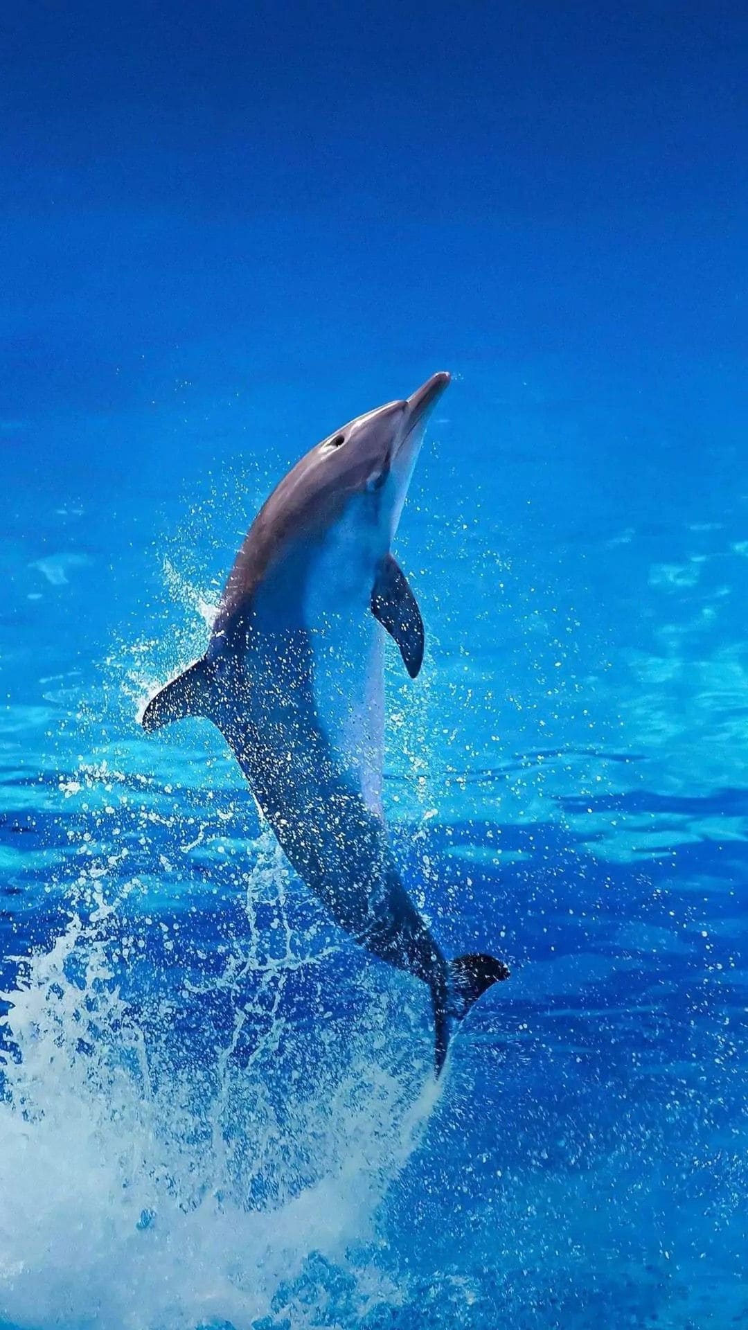 Dolphin Wallpapers