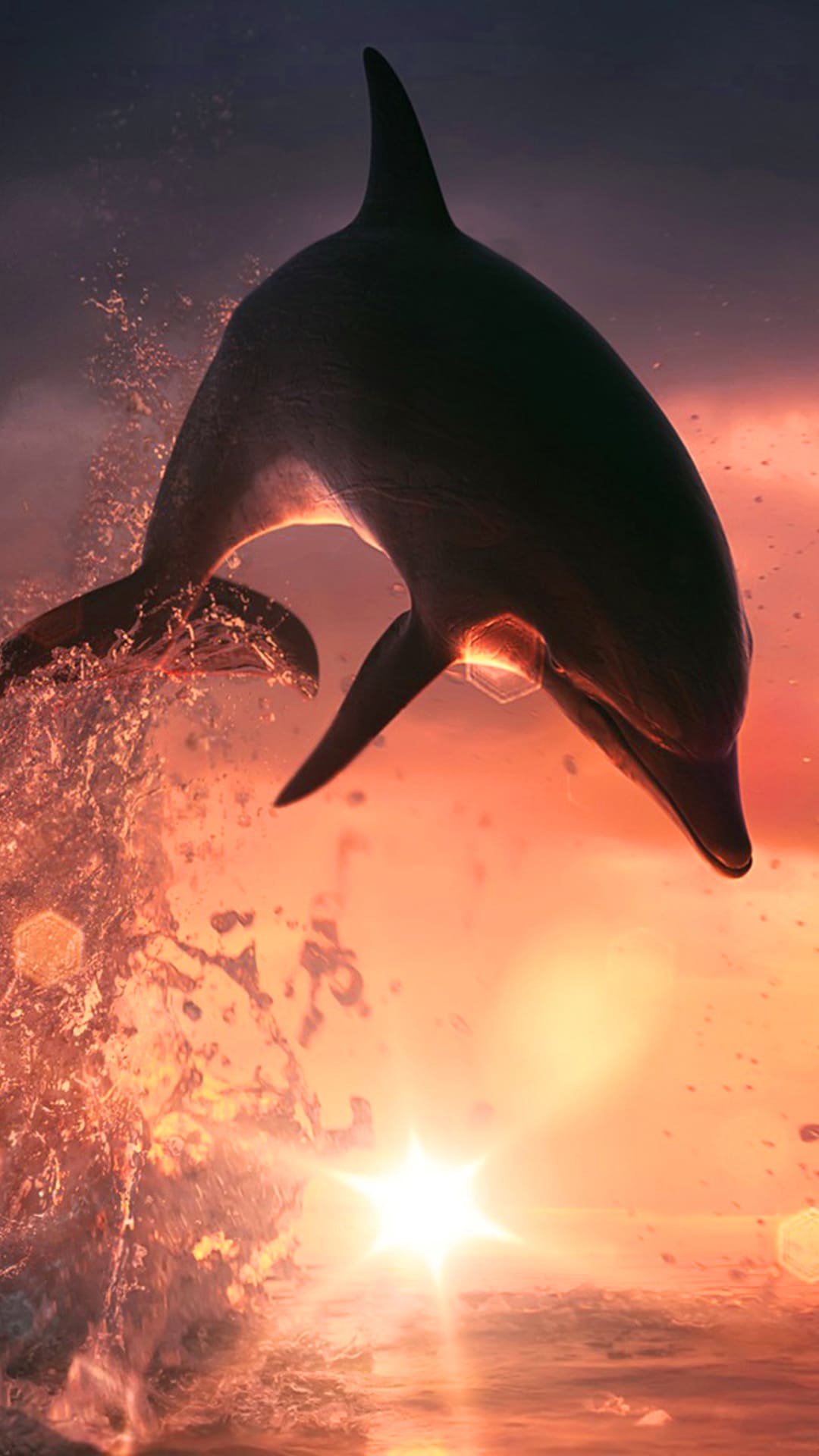 Sunset Dolphin HD wallpapers free download  Wallpaperbetter