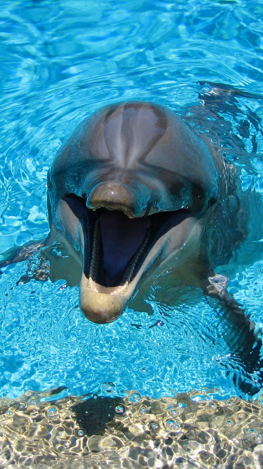 Dolphin Wallpapers