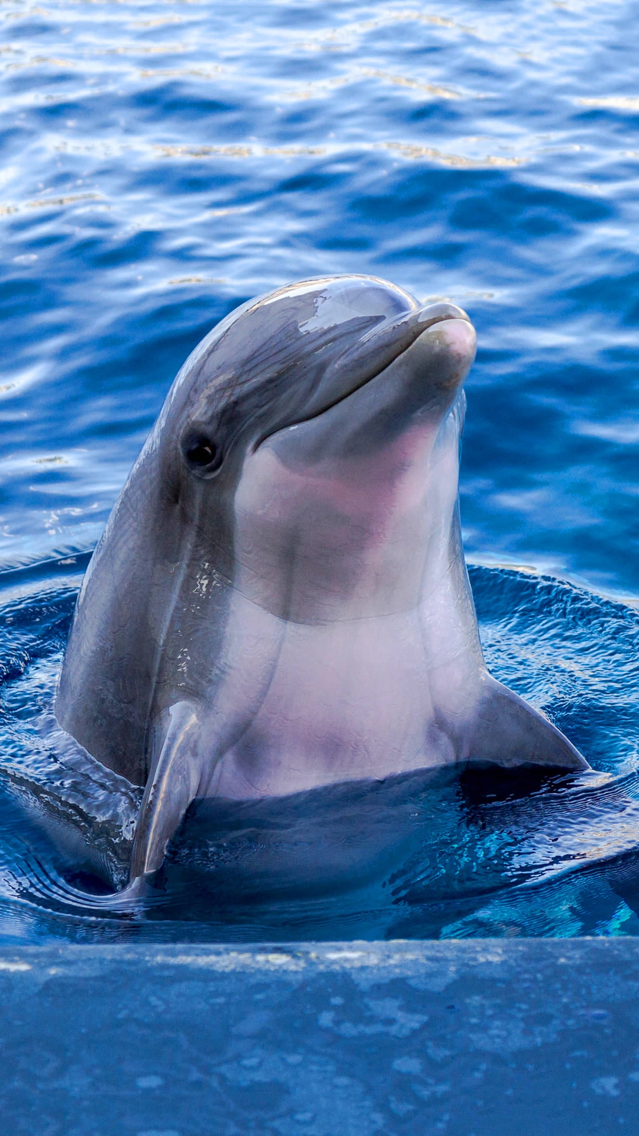 Dolphin Wallpapers