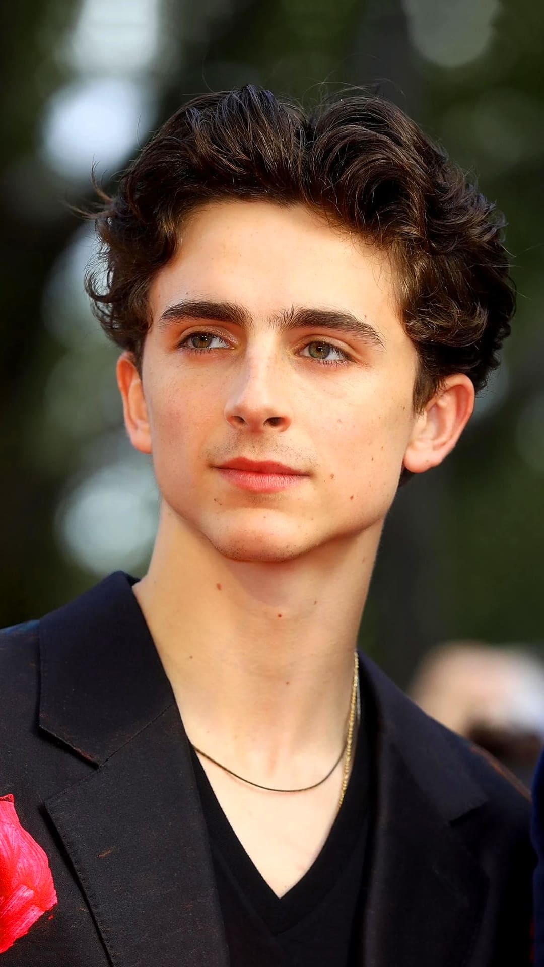 Timothee Chalamet Wallpapers