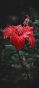 Hibiscus Flower Wallpapers