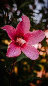 Hibiscus Flower Wallpapers