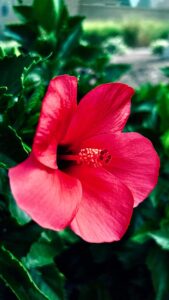 Hibiscus Flower Wallpapers