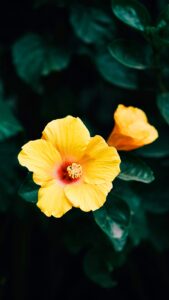 Hibiscus Flower Wallpapers