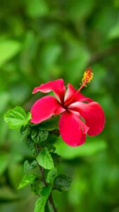 Hibiscus Flower Wallpapers