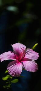 Hibiscus Flower Wallpapers