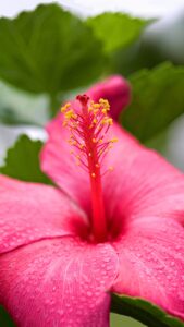 Hibiscus Flower Wallpapers