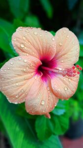 Hibiscus Flower Wallpapers