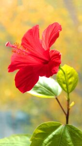 Hibiscus Flower Wallpapers