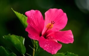 Hibiscus Flower Wallpapers